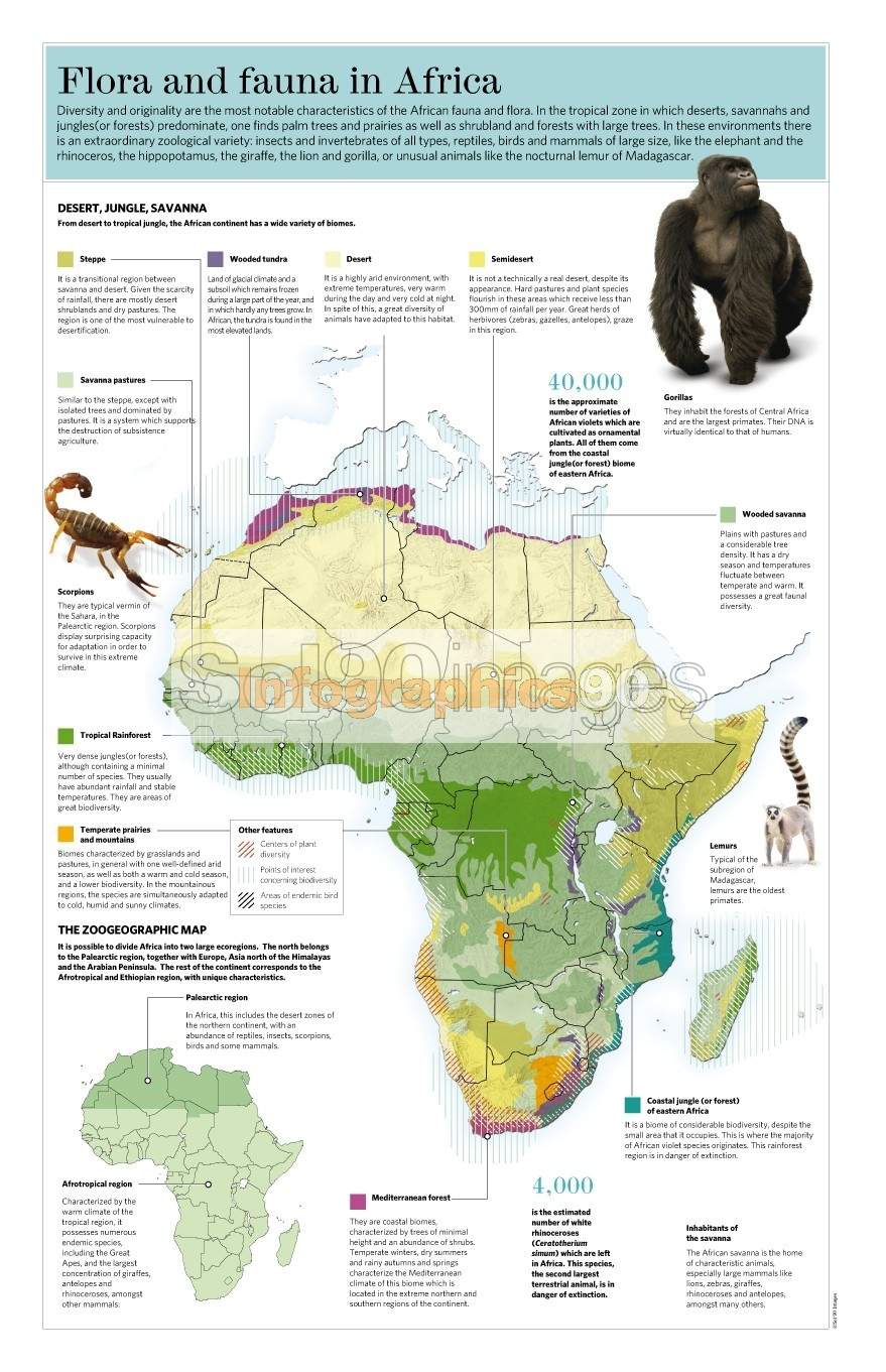 Flora Y Fauna De Africa Mapa Actualizado Septiembre 2023 | Images And ...