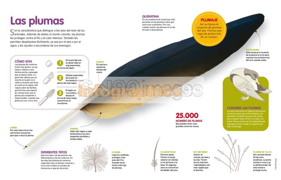 Infografía Las Plumas Infographics90 5607