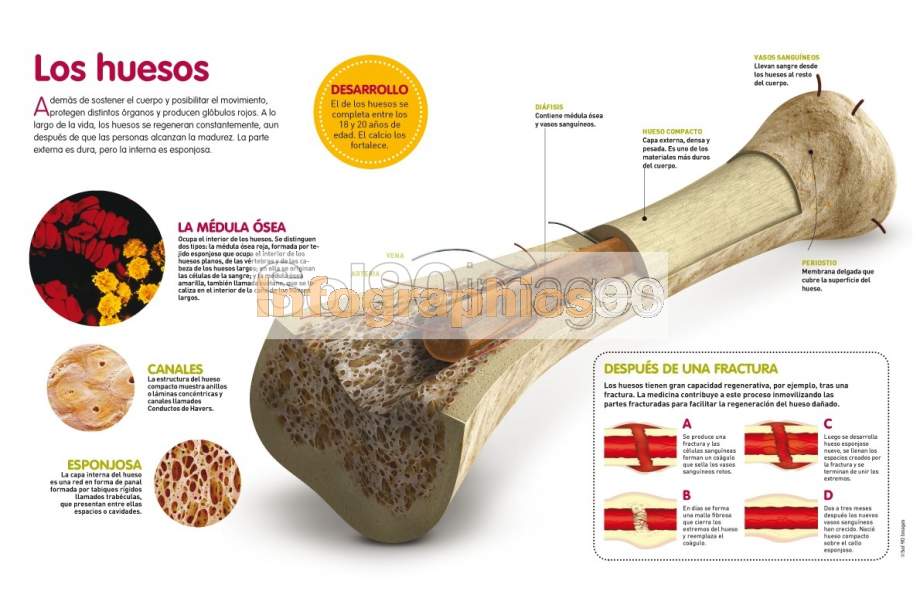 Infografía Los Huesos Infographics90