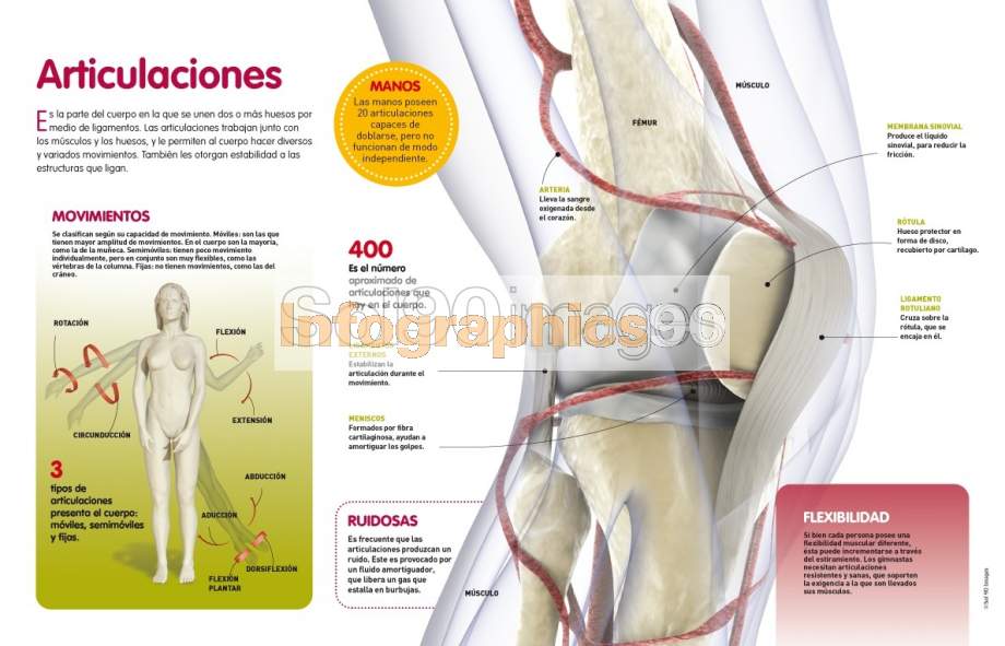 Infografía Articulaciones Infographics90 9639