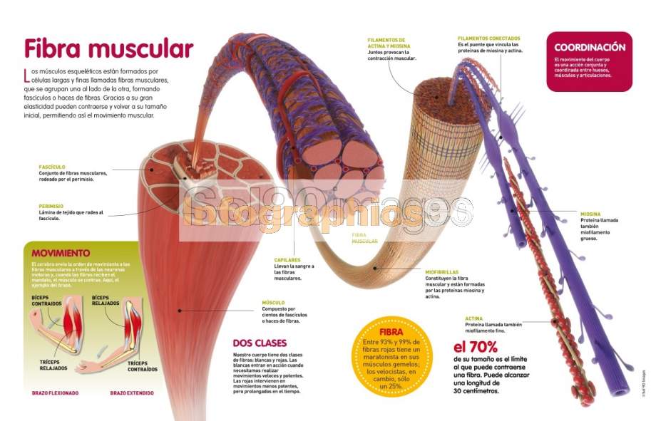 Infografía Fibra Muscular | Infographics90