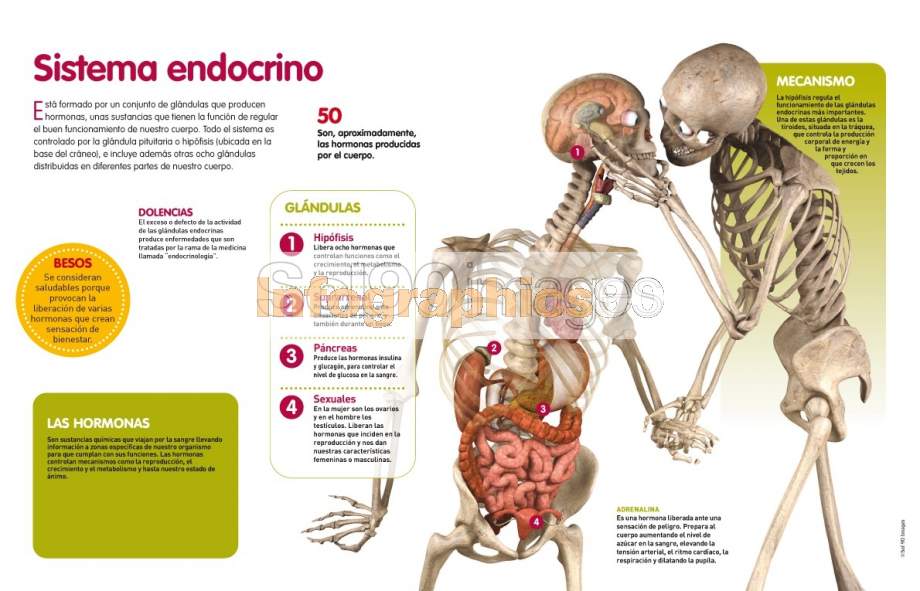 Infografía Sistema Endocrino Infographics90