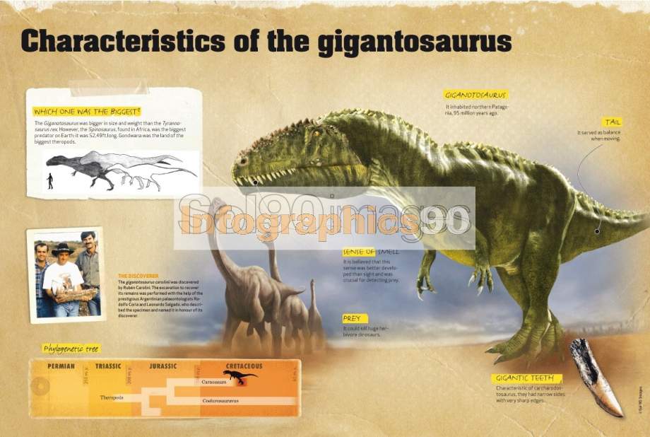 Infographics Characteristics Of The Giganotosaurus | Infographics90