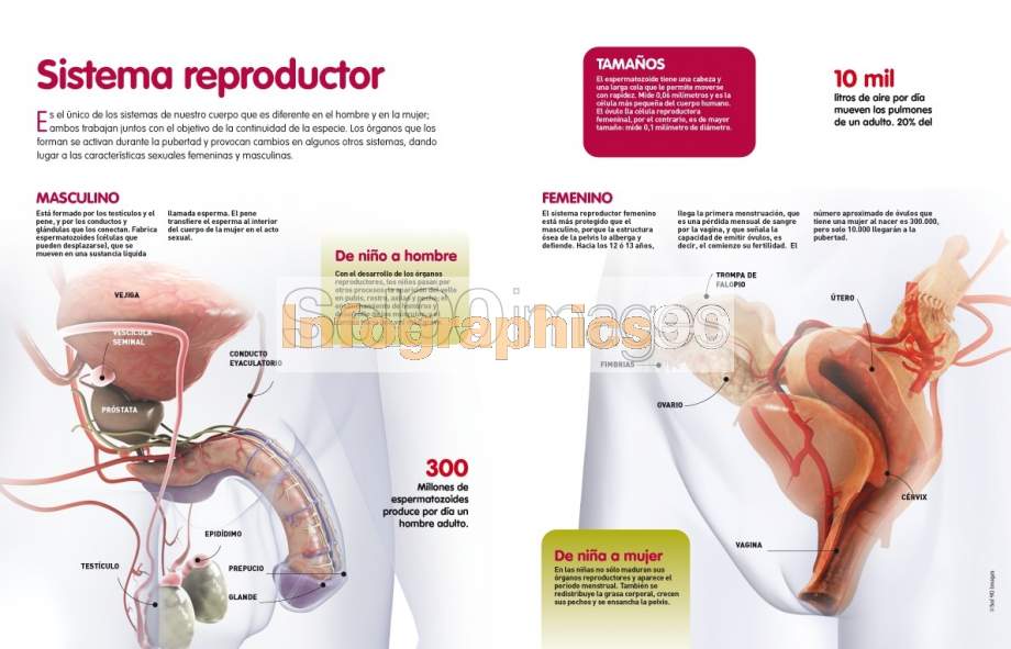 Infografía Sistema Reproductor Infographics90 4868