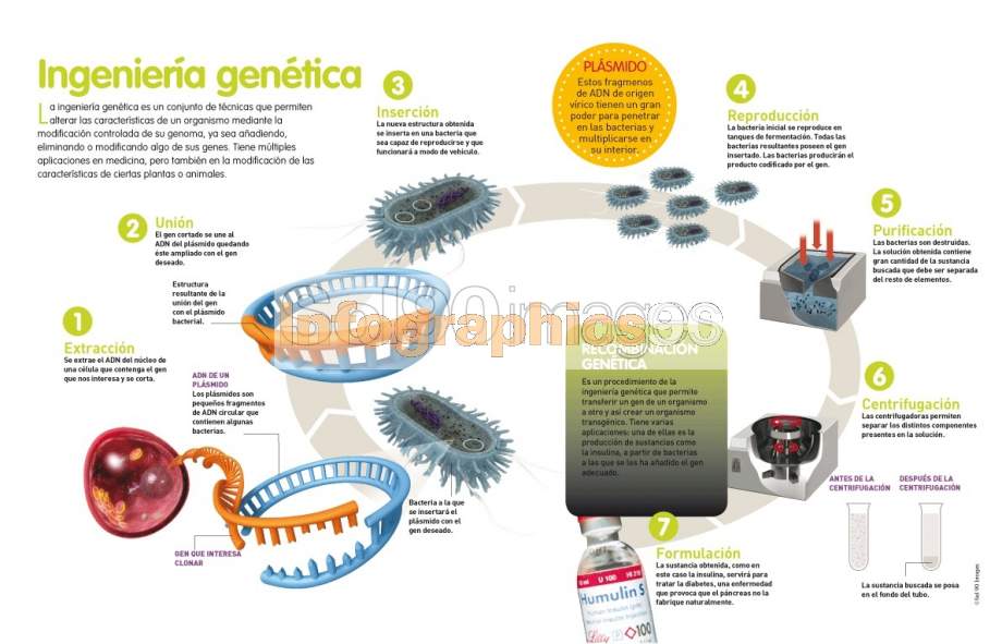 Infografía La Ingeniería Genética Infographics90