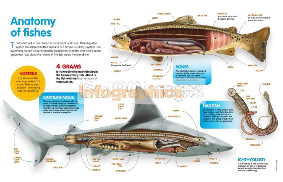 Infografía Anatomía De Los Peces Infographics90