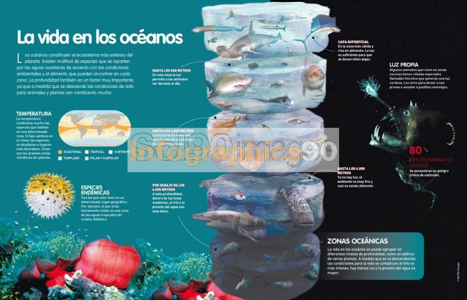 Infografía La Vida En Los Océanos Infographics90 8497