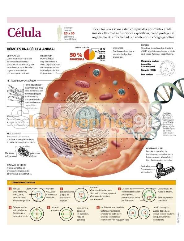 Infografía Célula Infographics90
