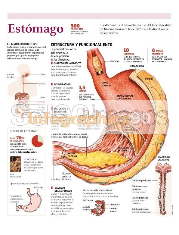 Infografía Estómago Infographics90 7176