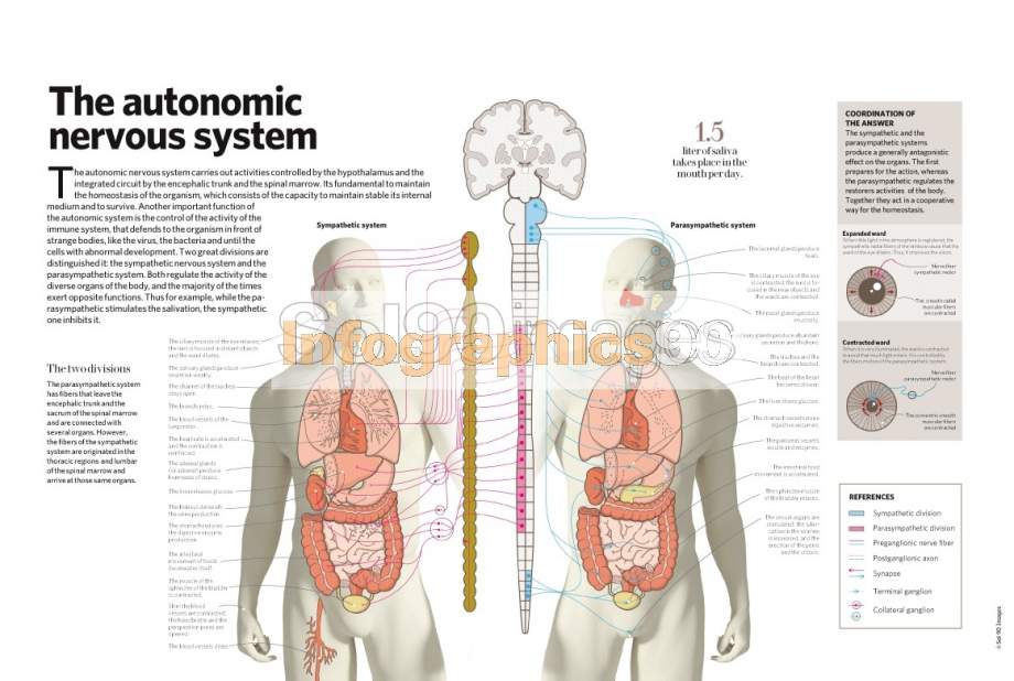 infographic nervous system
