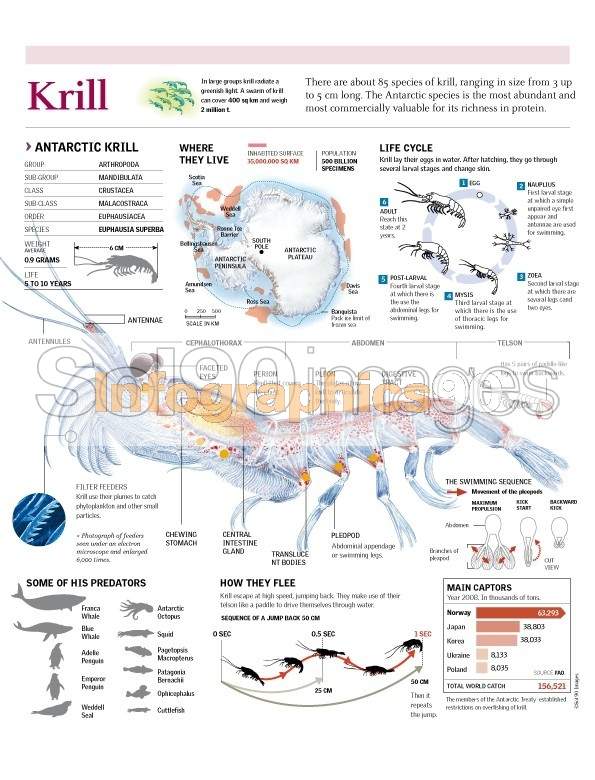 Antarctic Krill Diagram