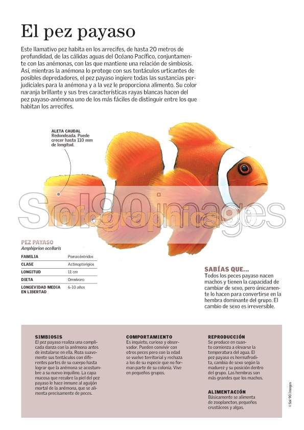 Infografía El Pez Payaso Infographics90 Infografía El Pez Payaso Infographics90