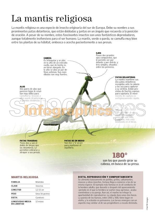 Infografía La Mantis Religiosa Infographics90 Infografía La Mantis Religiosa Infographics90