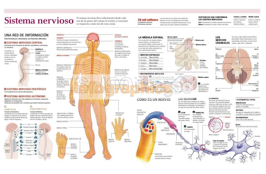 Infografía Sistema Nervioso | Infographics90