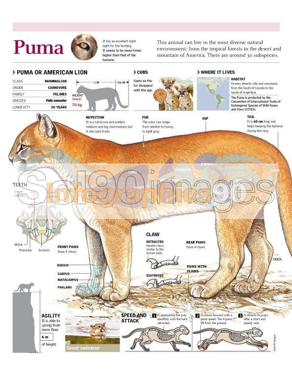 Puma en ingles best sale