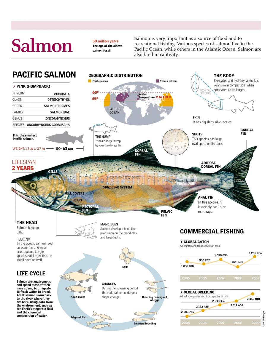 Infografía Salmón | Infographics90