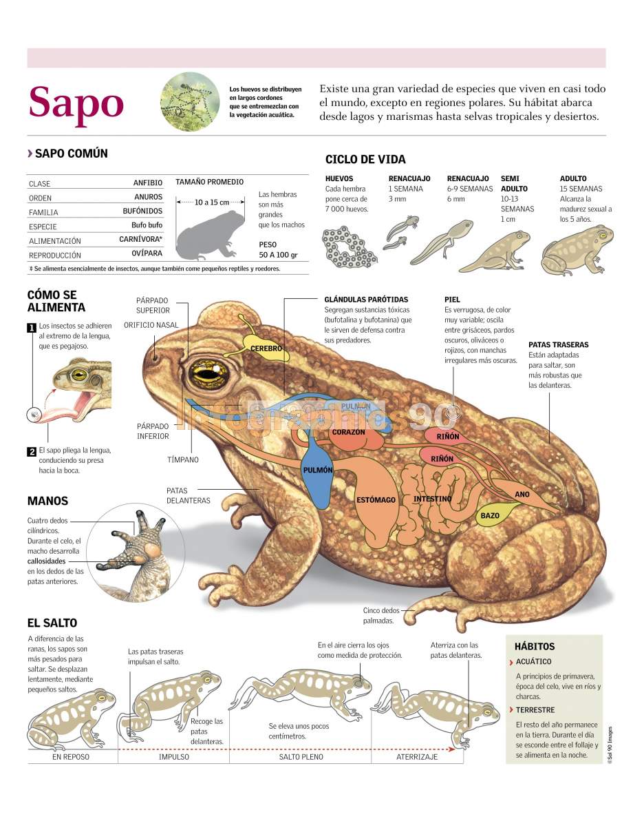 Infografía Sapo Infographics90 Infografía Sapo Infographics90
