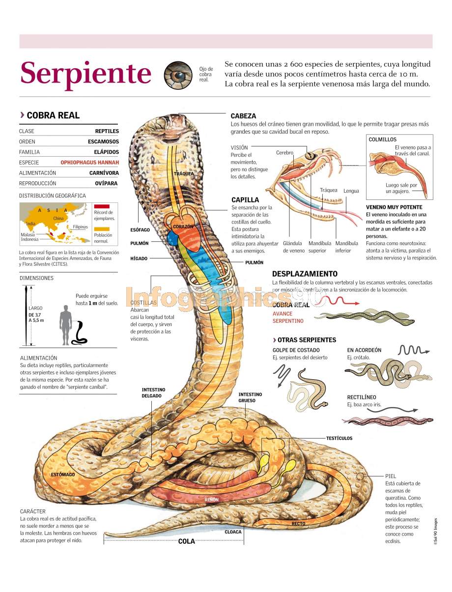 Tratar Tía Previsión cobra anatomia tipo martes Iluminar