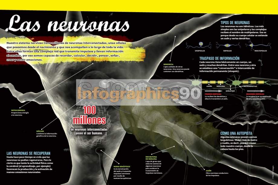 Infografía Las Neuronas Infographics90