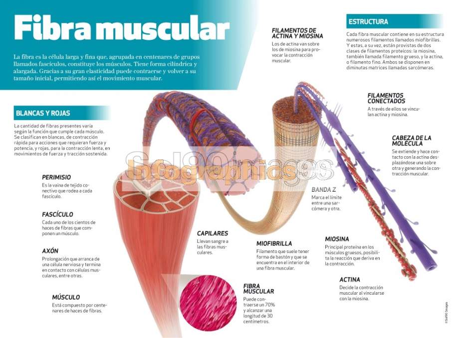 Infografía Fibra Muscular | Infographics90