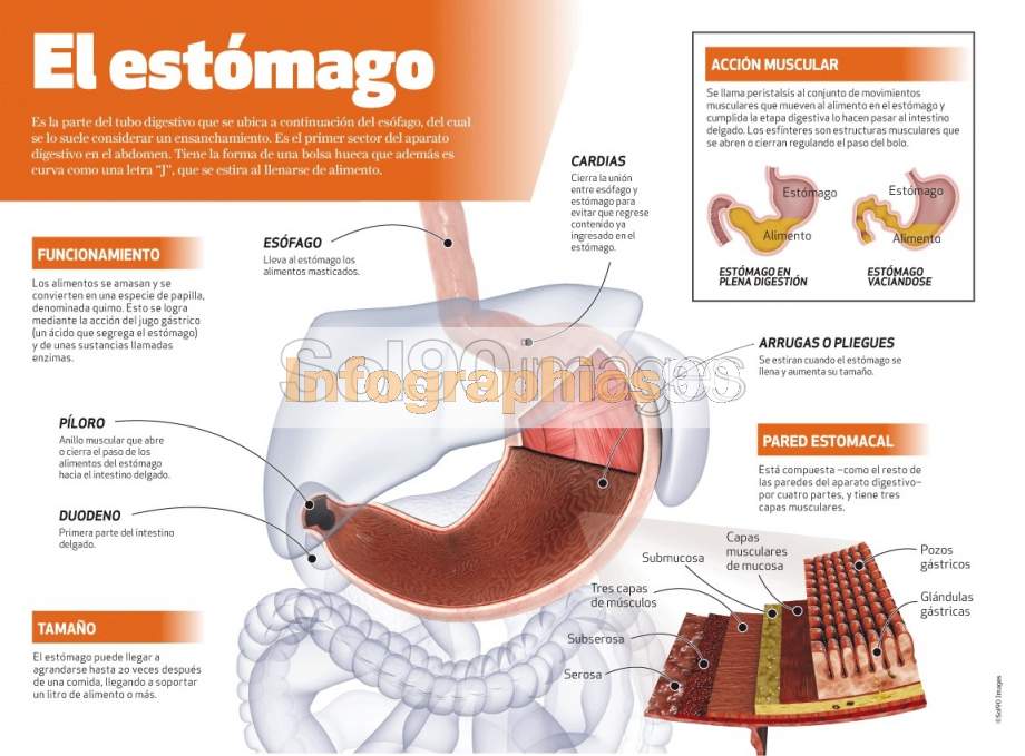 Infografía El Estómago Infographics90 8885