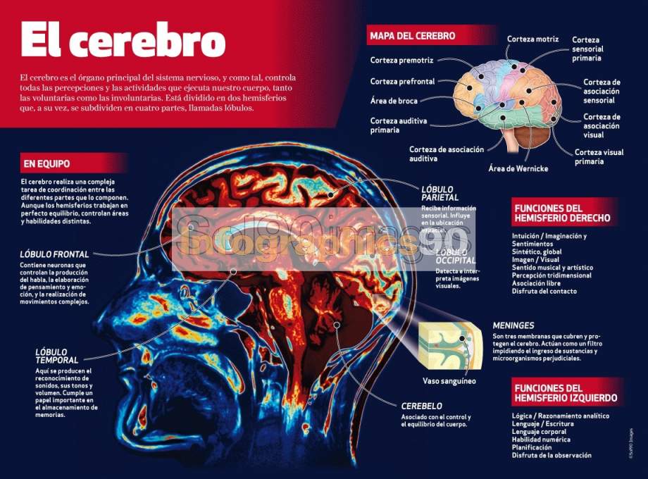 Infografía El Cerebro | Infographics90