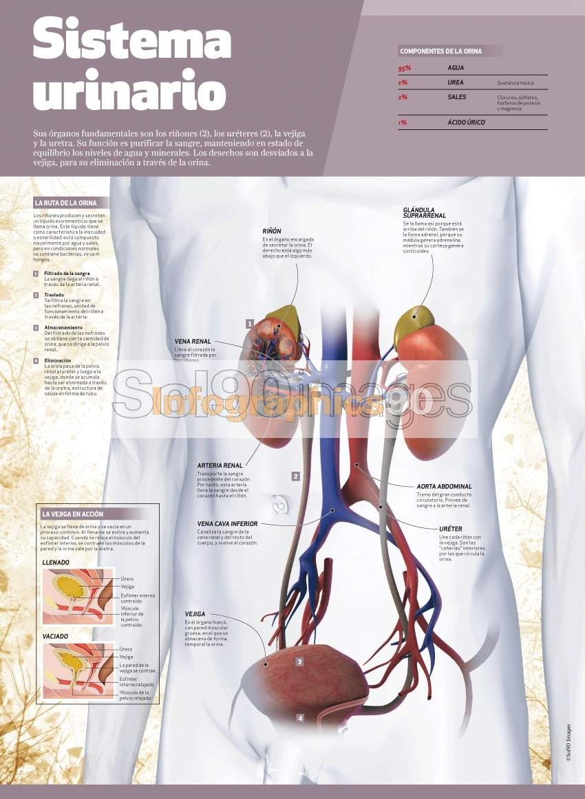 Infografía Sistema Urinario | Infographics90