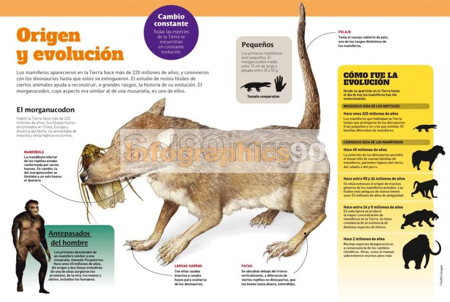 Infografía Origen Y Evolución Infographics90