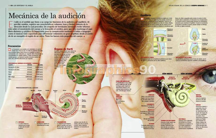 Infographics Mechanics Of Hearing Infographics90