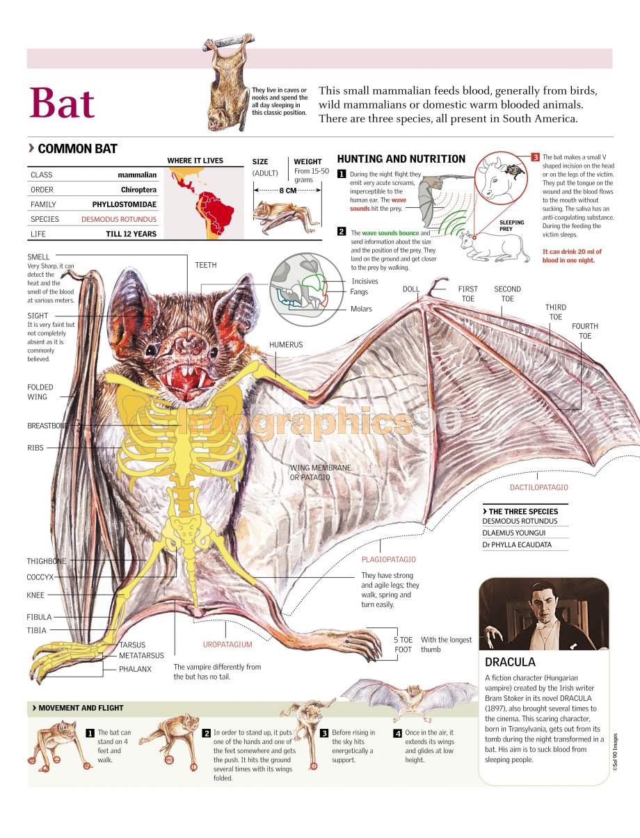 Infographics Bat Infographics90