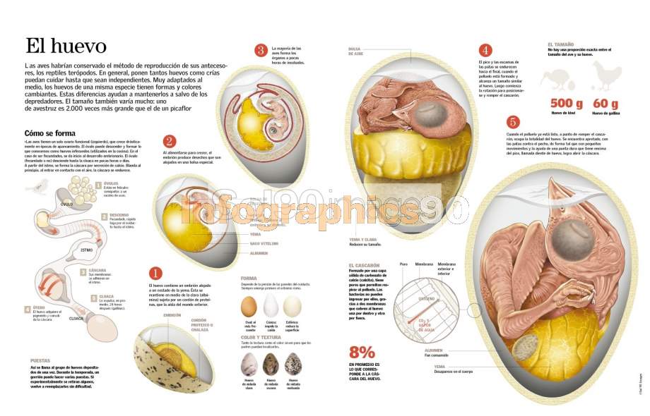 Huevo con embrion