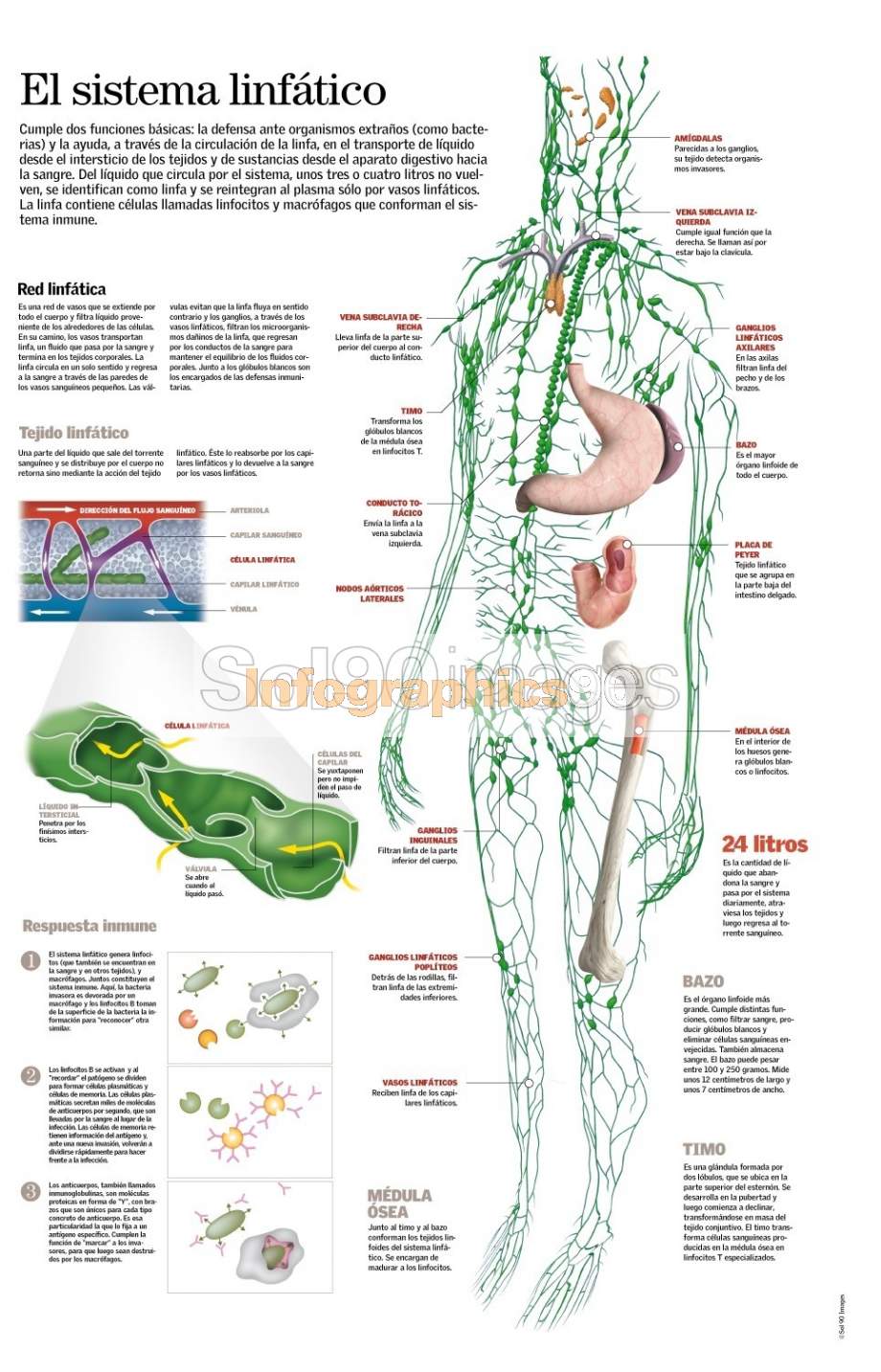 Infographics Lymphatic System | Infographics90