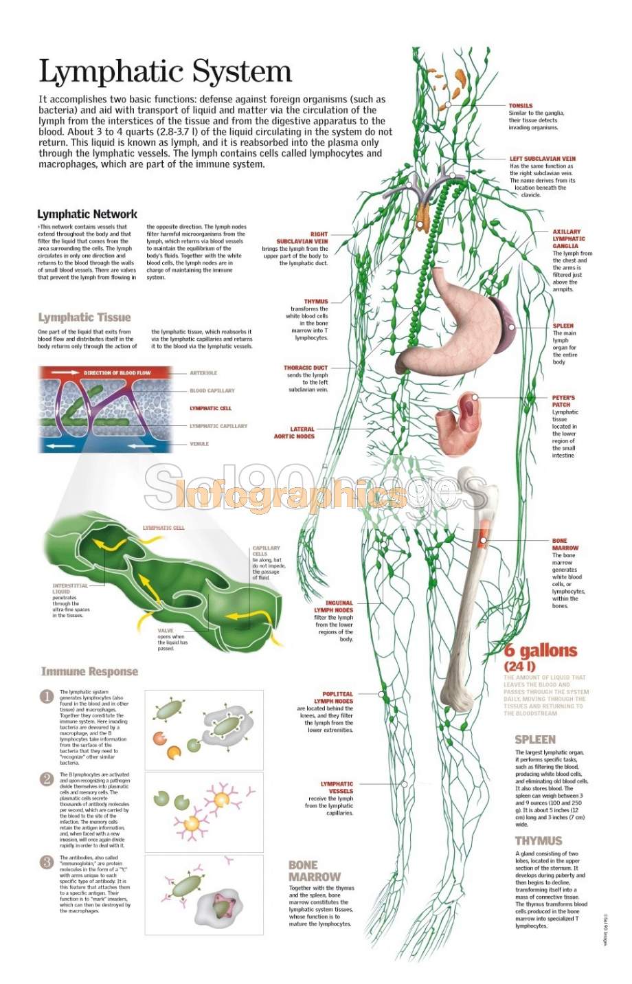 Infografía El Sistema Linfático | Infographics90