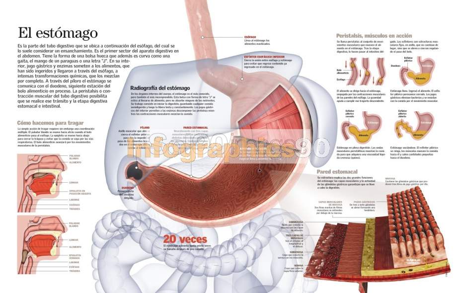 Infografía El Estómago Infographics90 Infografía El Estómago Infographics90