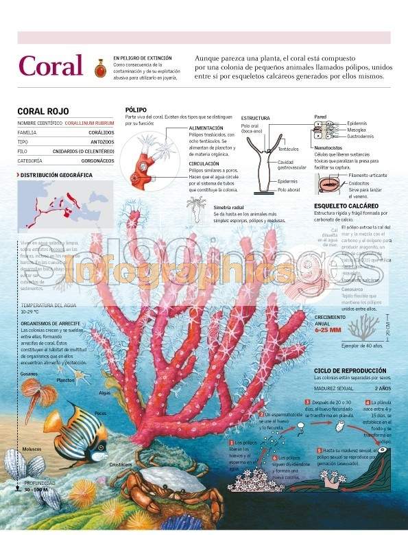 Infografía Coral | Infographics90