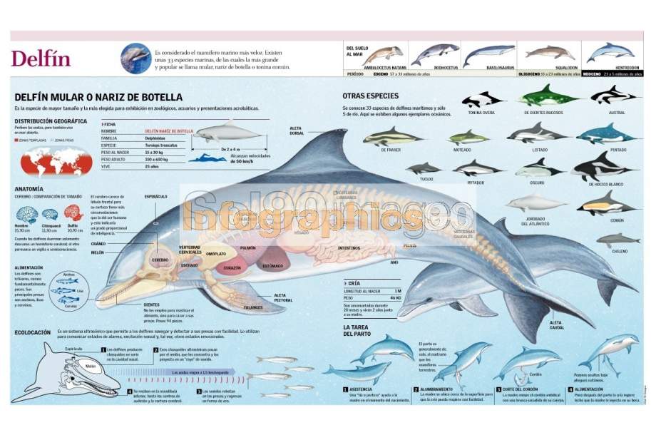 Anatomia Del Delfin