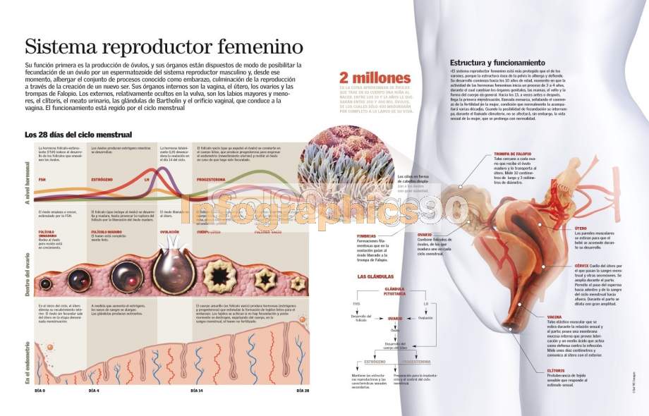 Infografía Sistema Reproductor Femenino Infographics90 