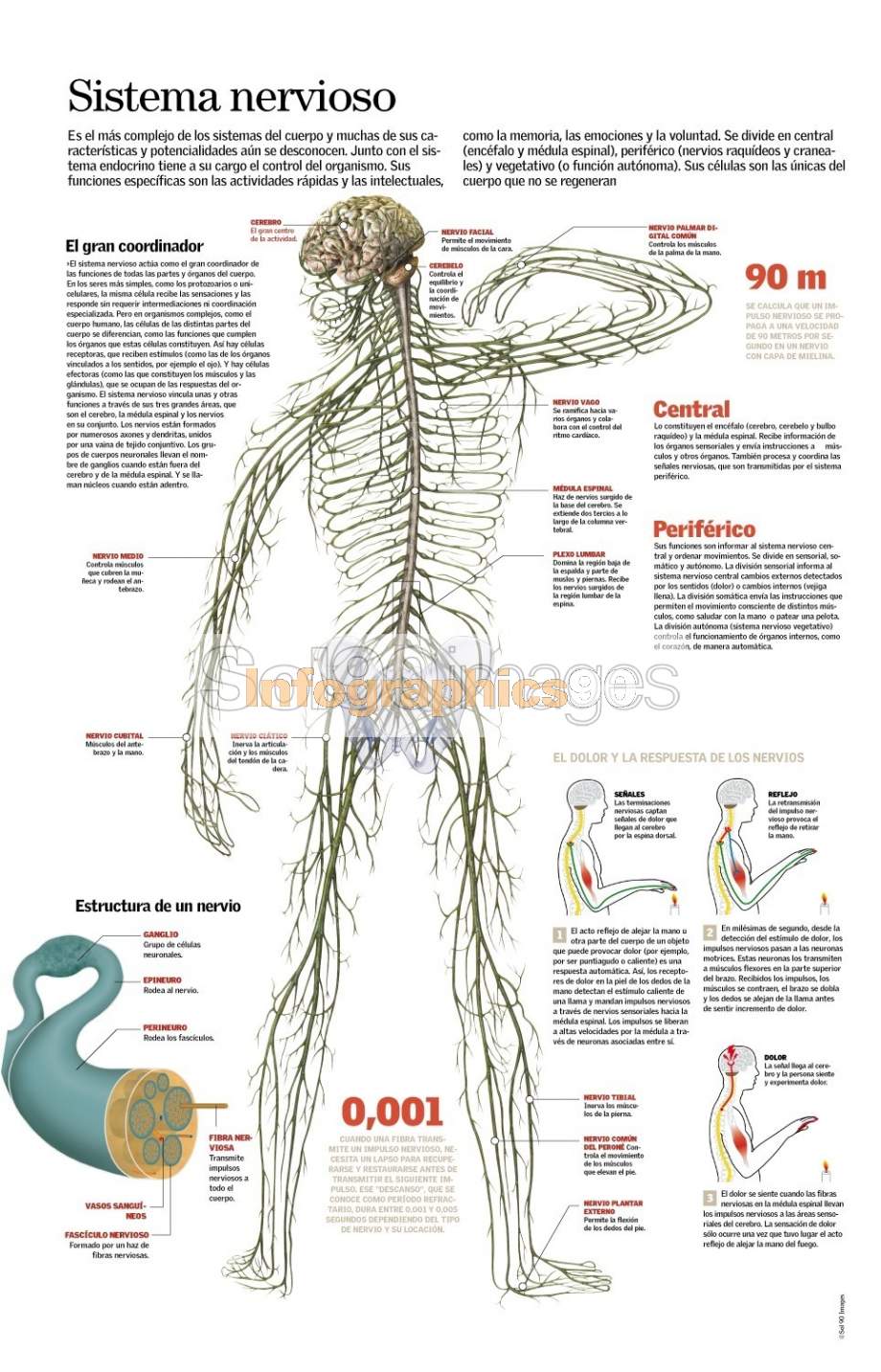 Infografía Sistema Nervioso Infographics90 0451