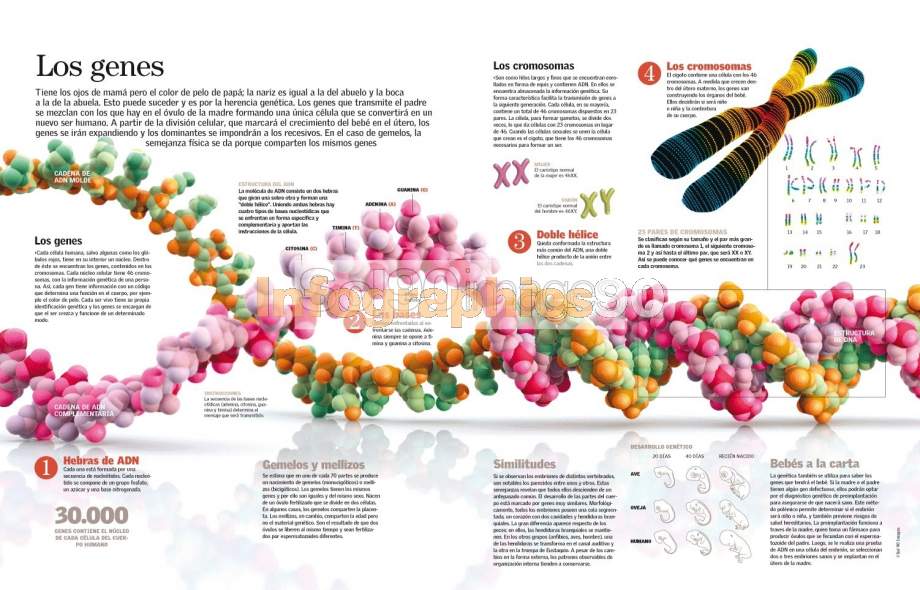 Infografía Los Genes | Infographics90