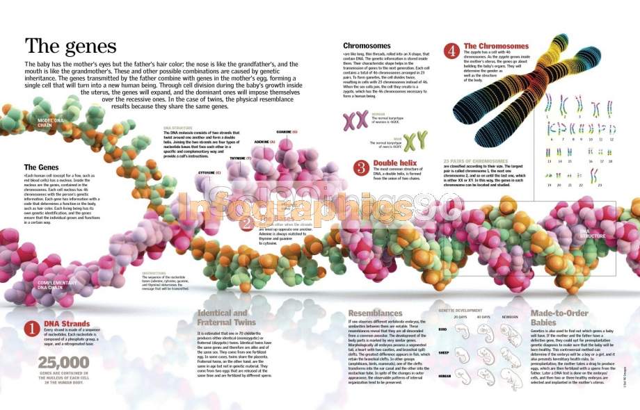 Infografía Los Genes | Infographics90