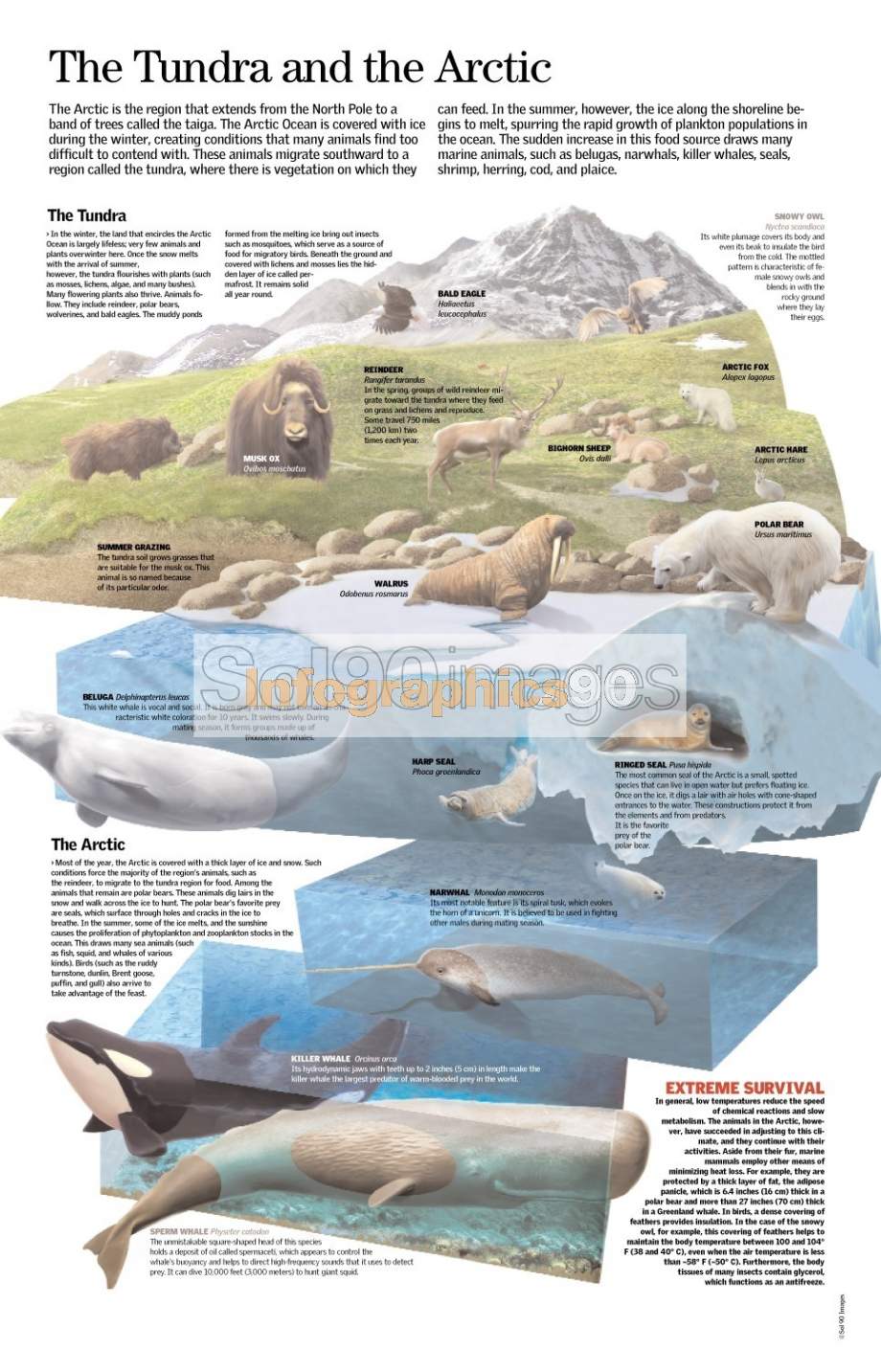 Infographics The Tundra And The Arctic | Infographics90