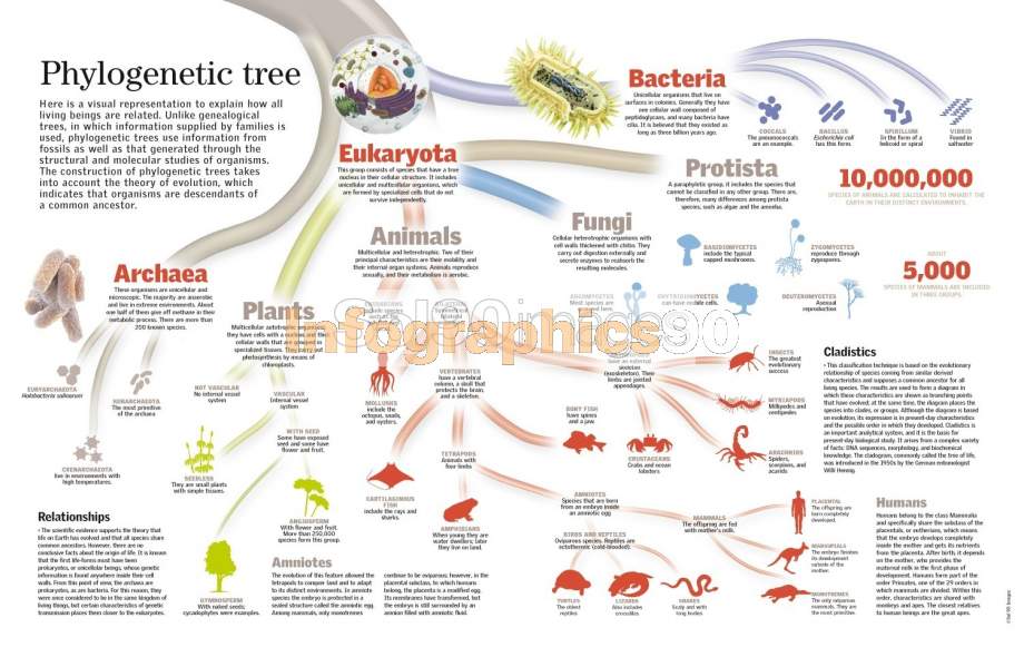 Infografía Árbol Filogenético Infographics90 9442