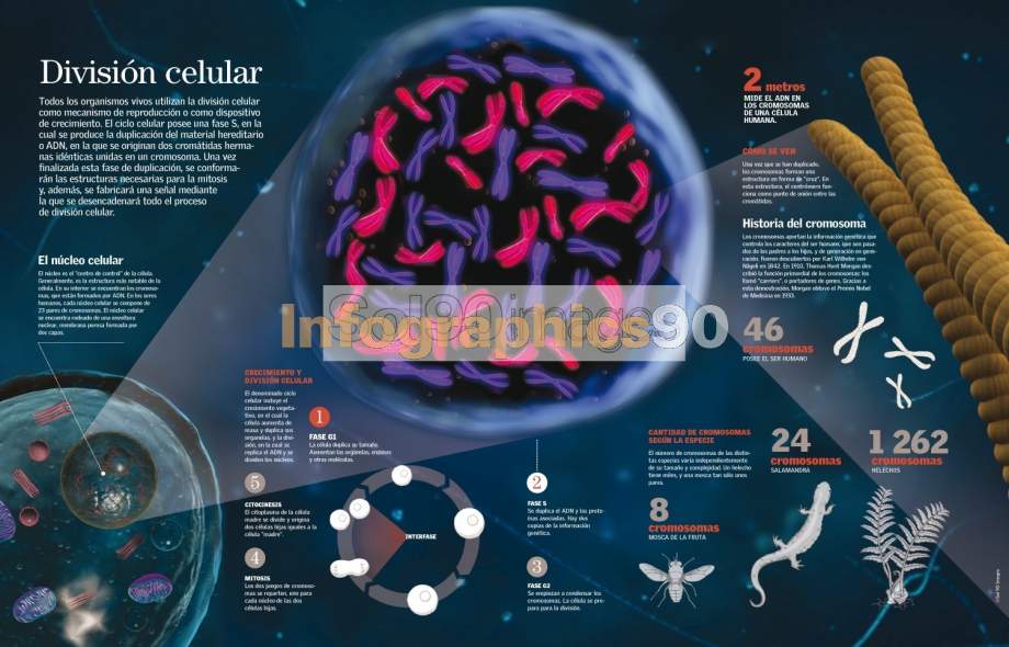 infographics-cellular-division-infographics90