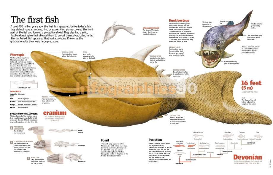 Infografía Los Primeros Peces | Infographics90