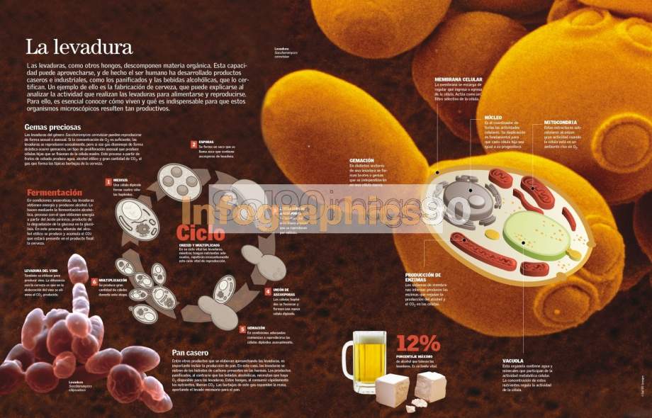 Infografía La Levadura | Infographics90