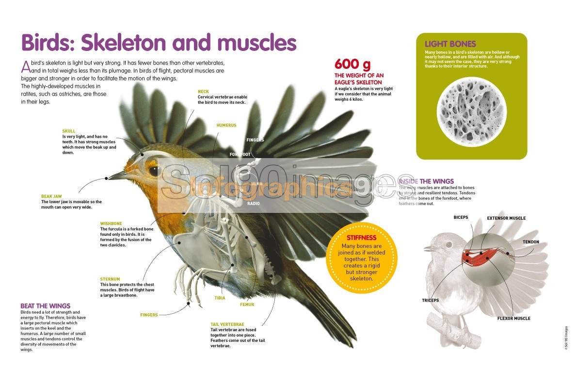 Infografía Aves: Esqueleto Y Musculatura | Infographics90