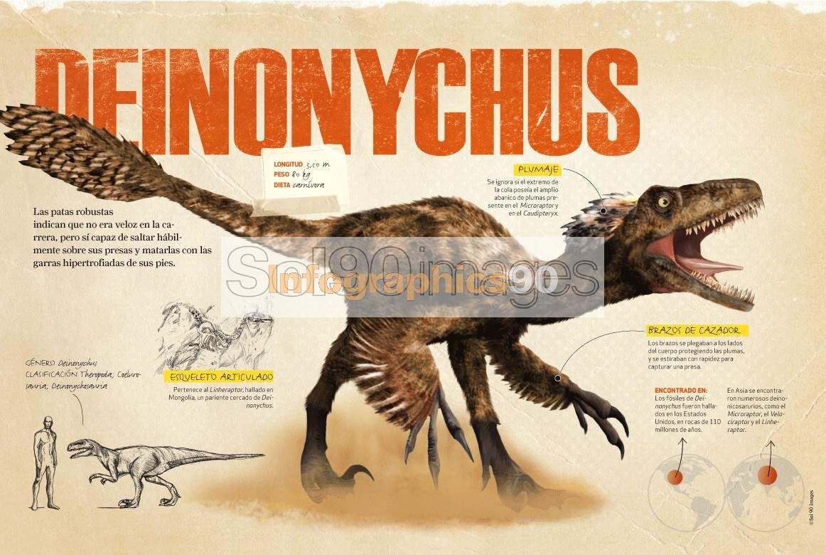 Infografía El Deinonychus | Infographics90