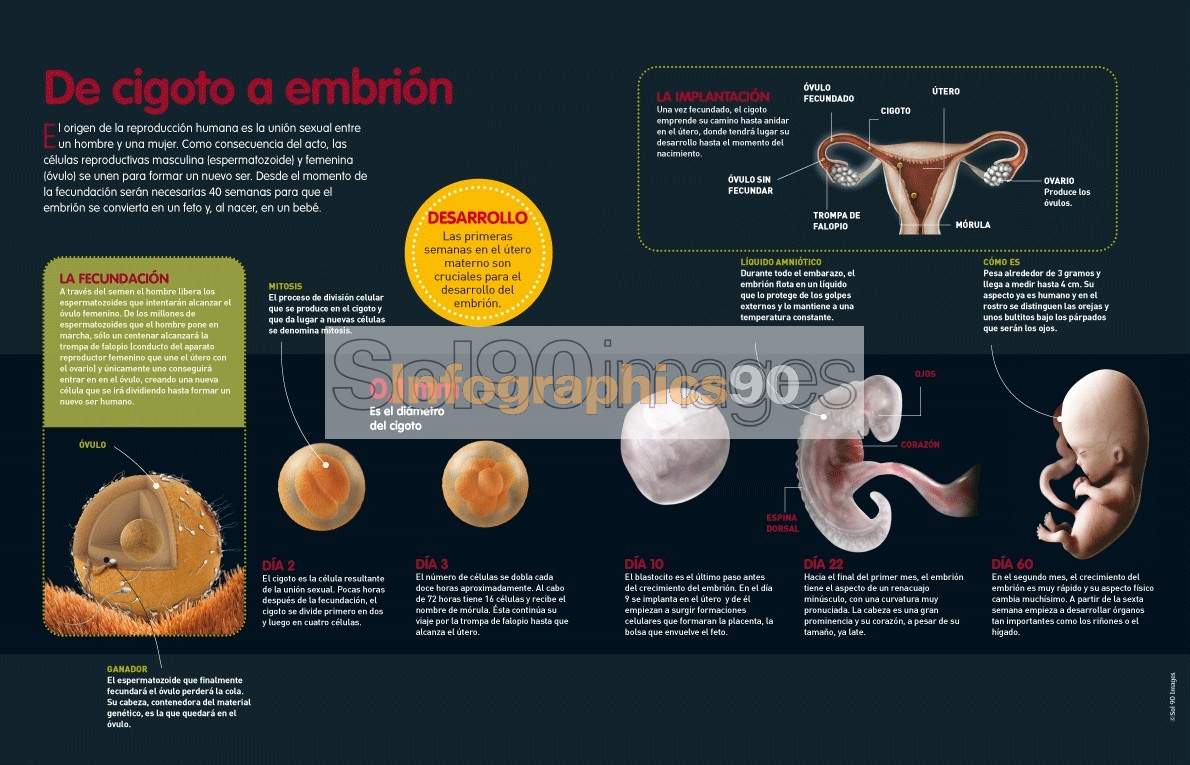 Infografía De Cigoto A Embrión | Infographics90