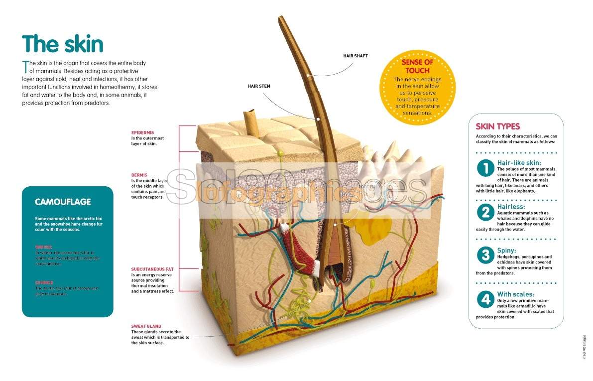 Infografía La Piel Infographics90