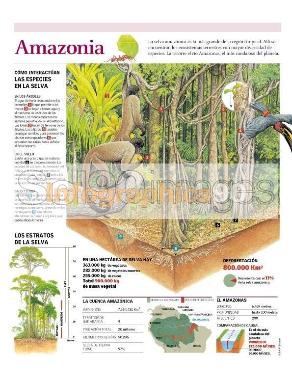 Infografía Amazonia Infographics90